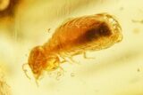 Polished Colombian Copal ( g) - Contains Termites! #355435-1